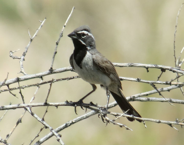 Black-chinned Sparrow